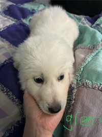 Great Pyrenees pups ready to go soon!
