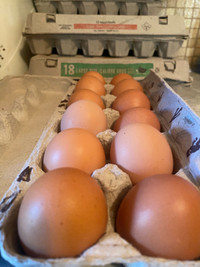  Chicken Eggs 