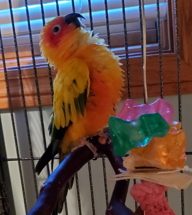 Sun conure and cage/accessories | Birds for Rehoming | Calgary | Kijiji