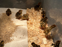 Coturnix quail chicks 