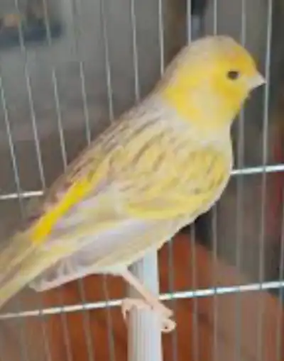 Young male singing canary, View more