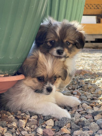 Pomeranian x Shih Tzu puppies!