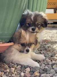 Pomeranian x Shih Tzu puppies!