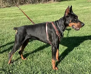 Doberman Puppies, View more