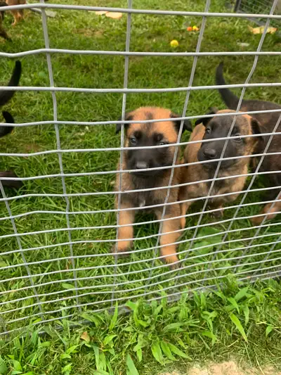 Dutch Shepherd/Belgian malinois pups, View more