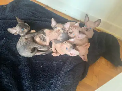 Text (438)351-1519 for videos . Very cute videos ❤️❤️❤️ Kittens are 2 days old will be adding new pi...