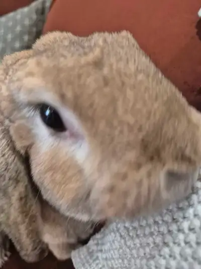 3 yr old Holland Lop Bunny, View more