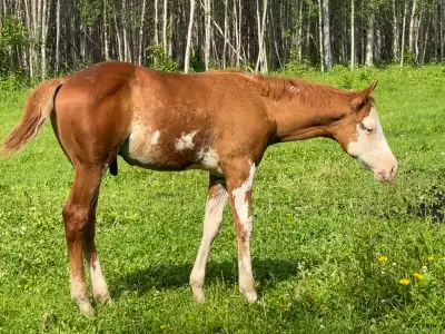 2026 APHA sorrel overo colt, View more
