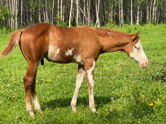 2026 APHA sorrel overo colt in Horses & Ponies for Rehoming in Edmonton - Image 4