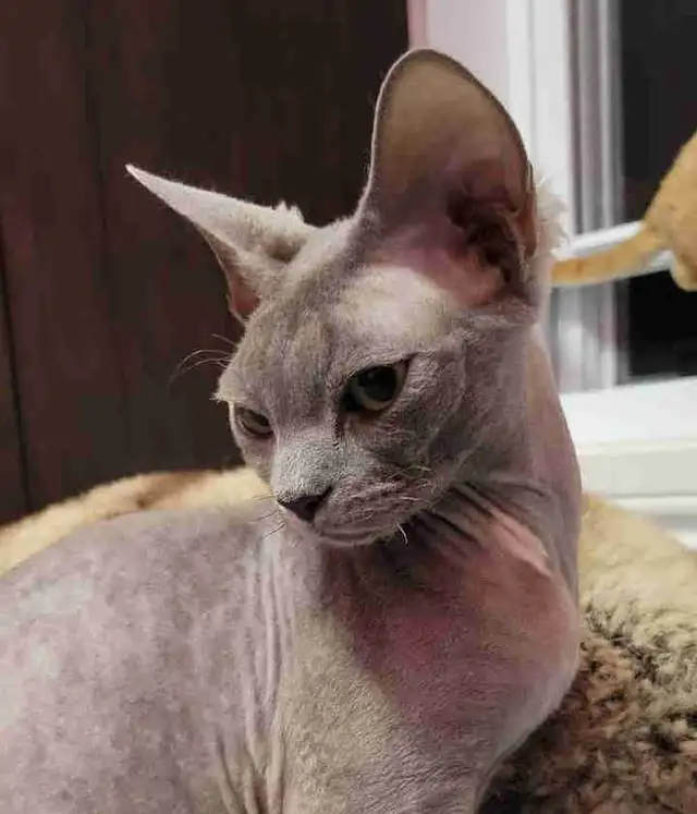 Chatte Devon Rex femelle in Cats & Kittens for Rehoming in Laval / North Shore - Image 6