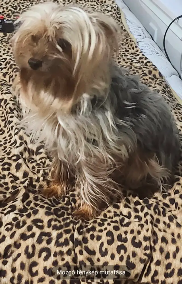 Yorkshire terrier puppies in Dogs & Puppies for Rehoming in City of Toronto - Image 12