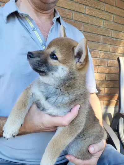 Shiba Inu puppies, View more