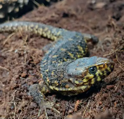 Yellow spotted night lizard (Lepidophyma Flavimaculatum), View more
