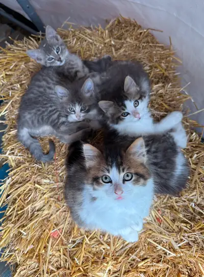 kittens ready for their new homes, View more