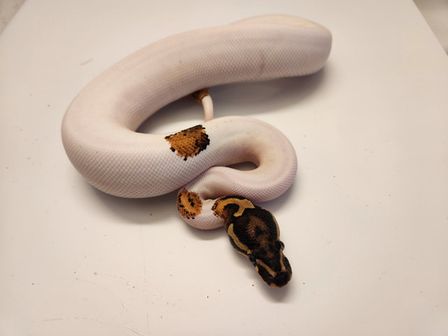 Ball Python BIG LIST in Reptiles & Amphibians for Rehoming in Moncton