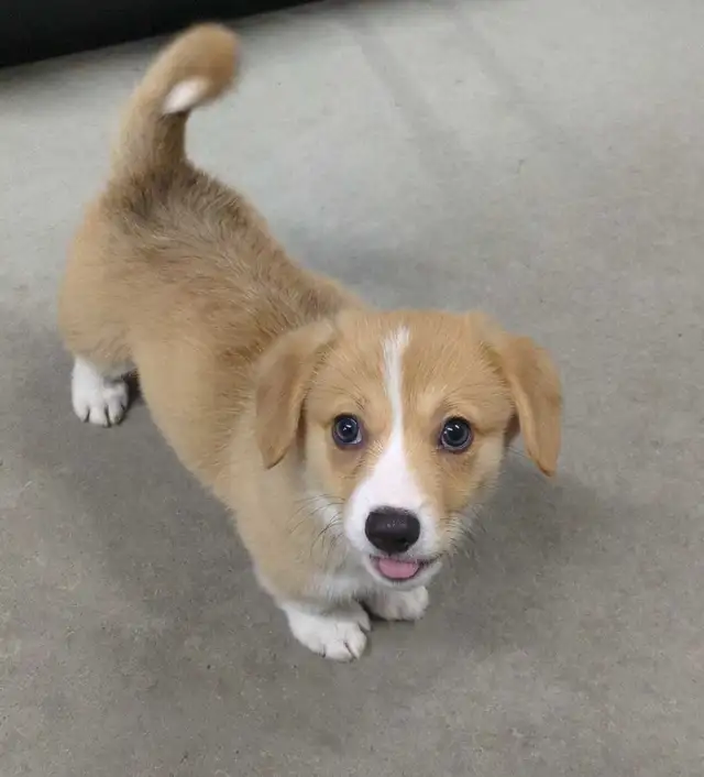 Pembroke Welsh Corgi Puppies in Dogs & Puppies for Rehoming in Kawartha Lakes - Image 2