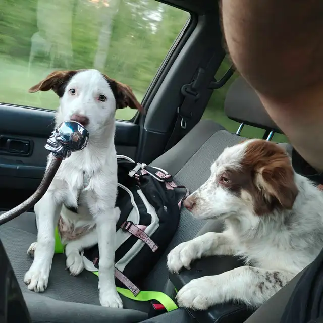 chiot berger australien mixte border husky Alaskan in Dogs & Puppies for Rehoming in Trois-Rivières - Image 2