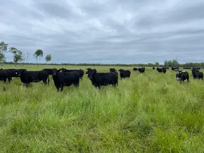 Custom Grazing 2026, View more