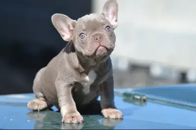Isabella & Tan Merle French Bulldog Puppies Available, View more