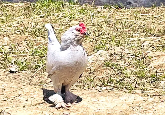 Bantam d”Uccle Hatching Eggs in Livestock in Yarmouth - Image 5