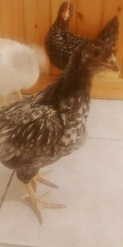 Young Chickens for sale, View more