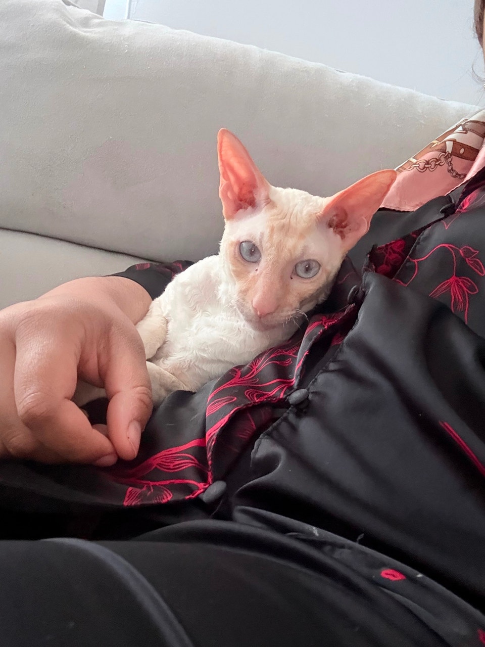 Cornish Rex | Cats & Kittens for Rehoming | Longueuil / South Shore ...