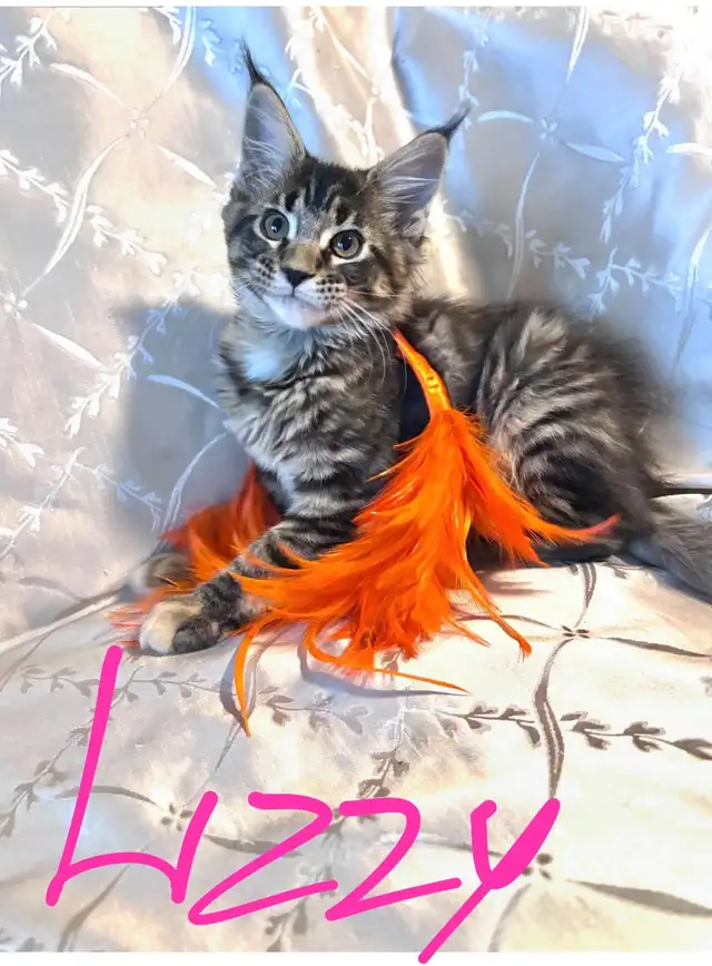 MAINE COON KITCHENS in Cats & Kittens for Rehoming in City of Montréal - Image 2