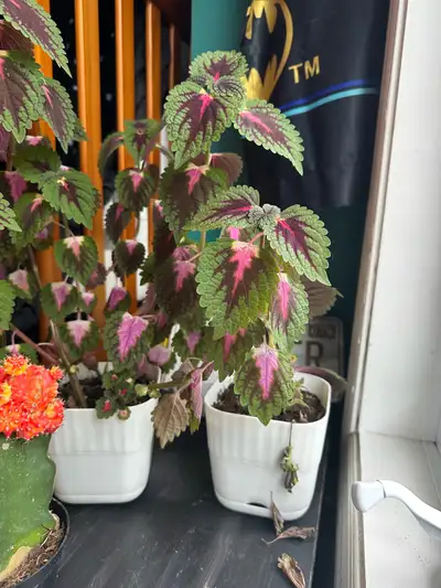 Two Coleus plants , View more