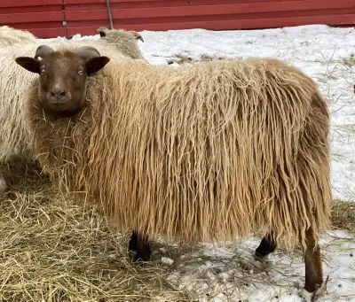Icelandic Sheep, View more