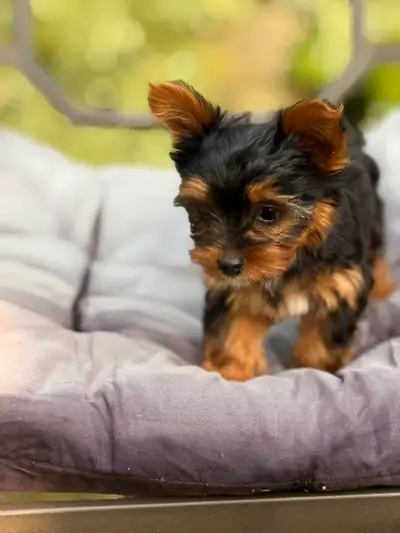 Female Yorkie Puppies. Purebred Yorkshire Terrier Puppy, View more