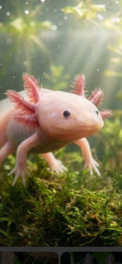 i have a 2” baby axolotls ready to go to their new home i am asking 50each parents are both pure whi...