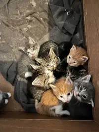 Farm cats & kittens 