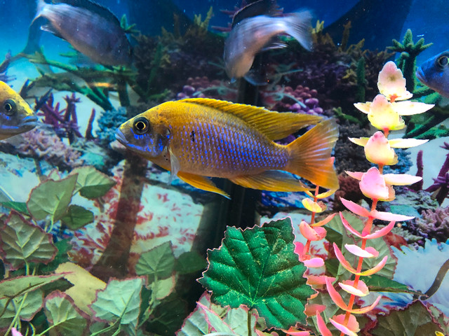 Lemon jack,bleu électrique ,ob marmelade bébé $5 dans Poissons à adopter  à Laval/Rive Nord - Image 4