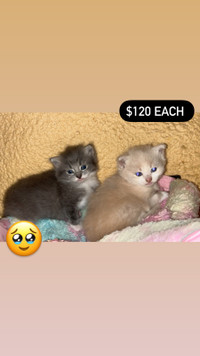 Beautiful kittens for sale! Ready in 2weeks!!