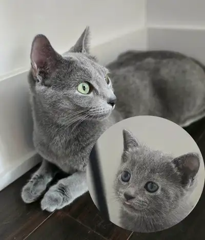 Russian Blue Kittens  (hypoallergenic)., View more