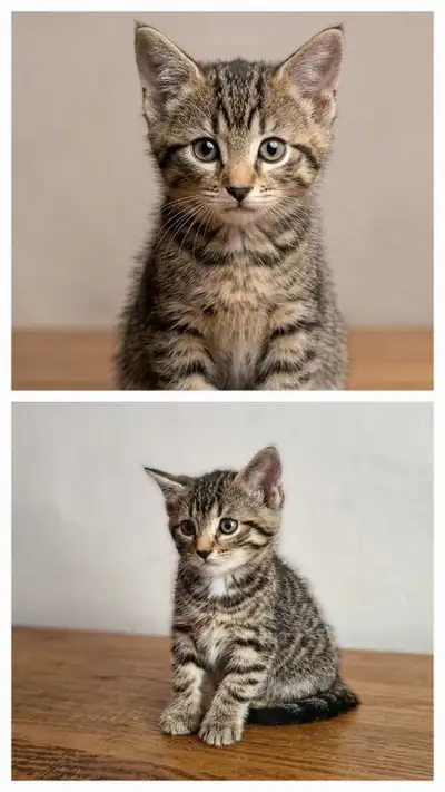 Handsome affectionate male kittens seeking loving home, View more