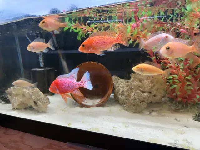 Pink Dragon Blood Group- African Cichlid  in Fish for Rehoming in London - Image 2