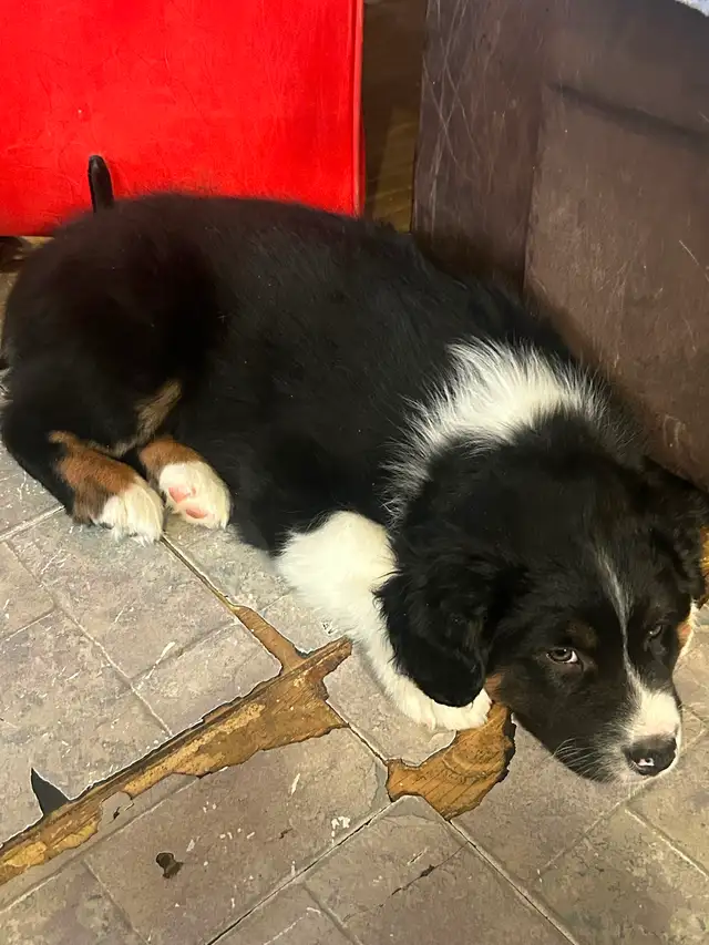 Australian Shepherd (pending) in Dogs & Puppies for Rehoming in Barrie - Image 2