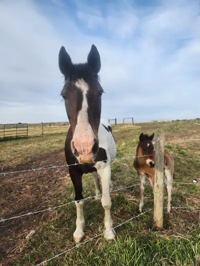 Pregnant mare for sale with 2025 foal, Voir plus