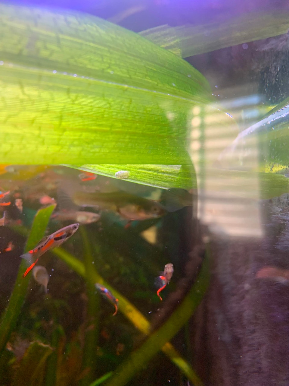 Guppy Fish and Aquarium Plant | Fish for Rehoming | City of Montréal ...