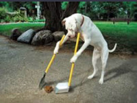 Dog poop clean up / yard work