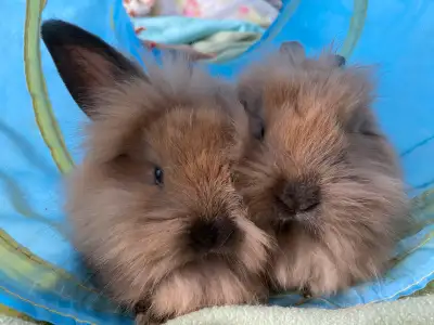 Medium sized Male Lionhead bunnies for free Adoption to a ❤️good family❤️ - indoors only - free roam...