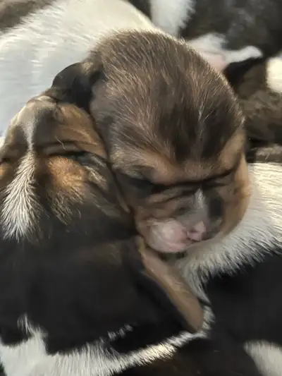 Basset Hound x Beagle Puppies , View more