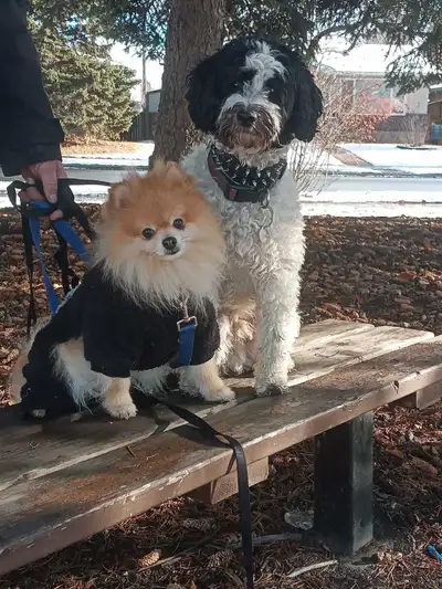 Gentle leader pet sitting! Best prices! best service!, View more