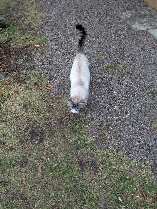 Cats for sale. in Cats & Kittens for Rehoming in North Bay - Image 4