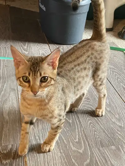 Chaton Savannah mâle F6 SBT enr.Tica, View more