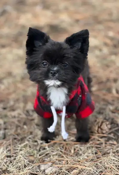 Little Tommy ( Tiny toy ) looking for a home that doesn’t have agressive alpha dogs or very young to...