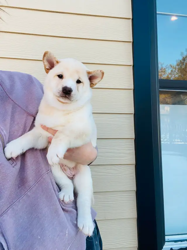 Chiots Shiba Inu puppies!! Pure race!! Micro pucé in Dogs & Puppies for Rehoming in Saint-Hyacinthe - Image 8