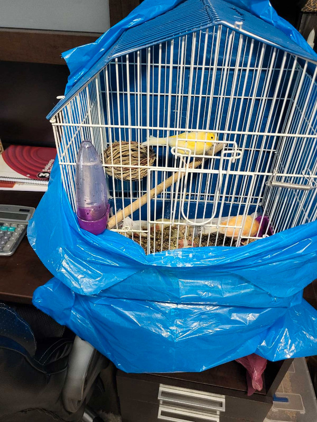 Male and female Canaries for sale locations in St John's  in Birds for Rehoming in St. John's