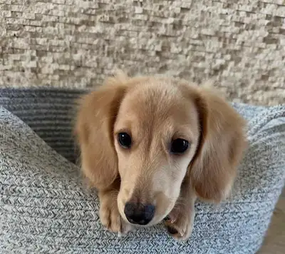 VERY LOVING Long Hair English Cream Dachshund Ready To Go, View more
